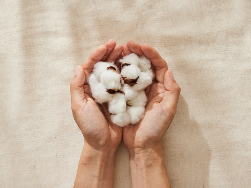 Hands holding raw cotton symbolizing natural fabric used in custom bed linen